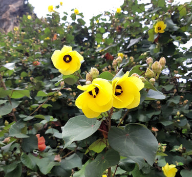 10 PORTIA TREE Yellow Pink Purple Flowers Change Color Pacific Rosewood Tulip Thespesia Populnea Seeds